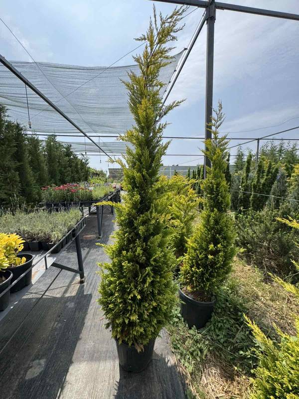 Купрессоципарис Лейланда Голд Райдер (Cupressocyparis leylandii 'Gold Rider') 180 см - Зображення 2