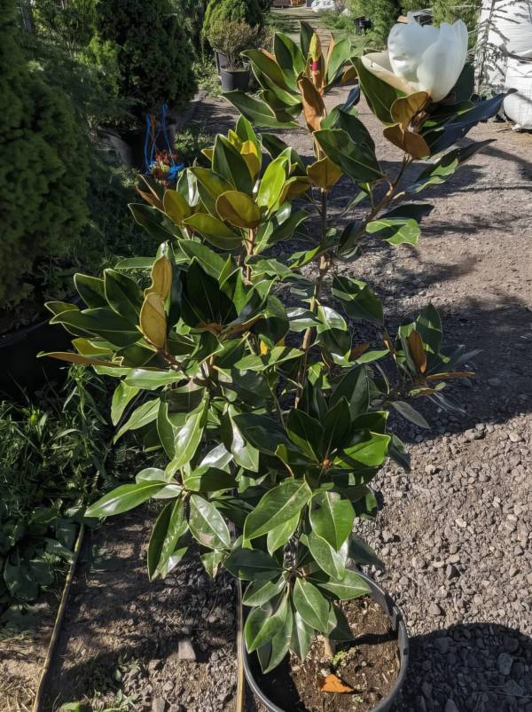 Магнолія вічнозелена 'Літл Джем' (Magnolia grandiflora 'Little Gem') 110 см - Зображення 2