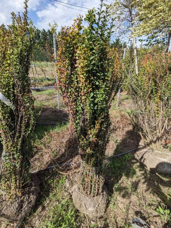 Барбарис Тунберга Еректа (Berberis) - Зображення 2