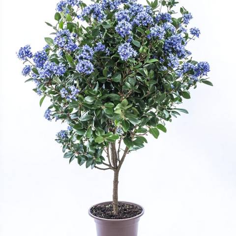 Цеанотус Вікторія (Ceanothus Victoria) на штамбі 80 см