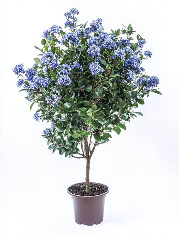 Цеанотус Вікторія (Ceanothus Victoria) на штамбі 80 см