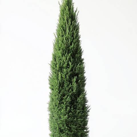 Cupressus sempervirens Totem (Кипарис вічнозелений "Тотем") 200 см