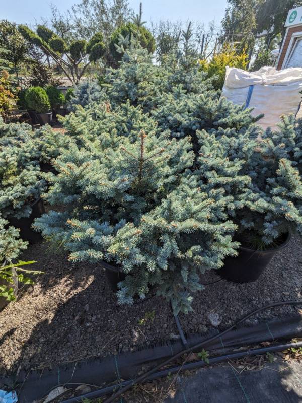 Ялина Глаука Глабоза (Picea pungens 'Glauca Globosa') 60 см - Зображення 3