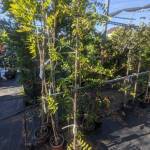Гліцинія (Wisteria sinensis) 170 см - Зображення 2