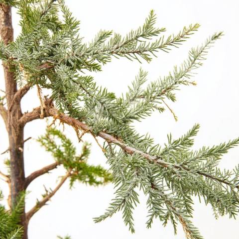 Кедр Деодара 'Ауреа' (Cedrus deodara 'Aurea') висотою 160 см