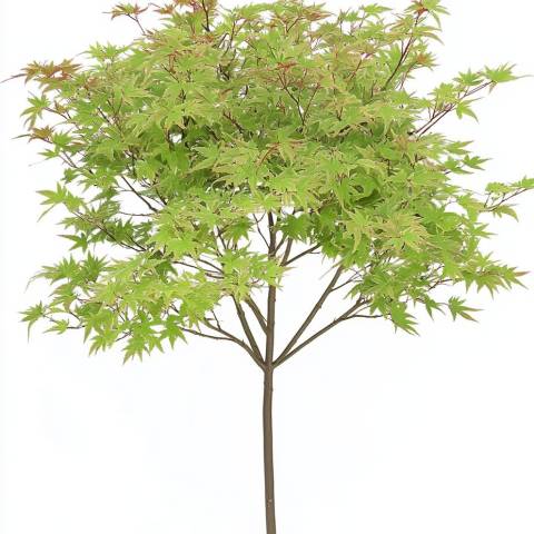 Клен японський (Acer palmatum) на штамбі 80 см