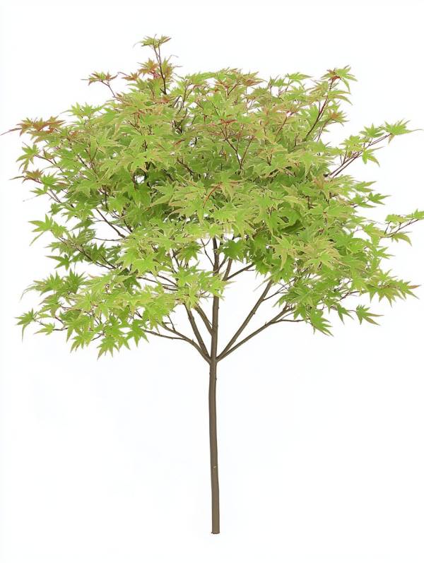 Клен японський (Acer palmatum) на штамбі 80 см