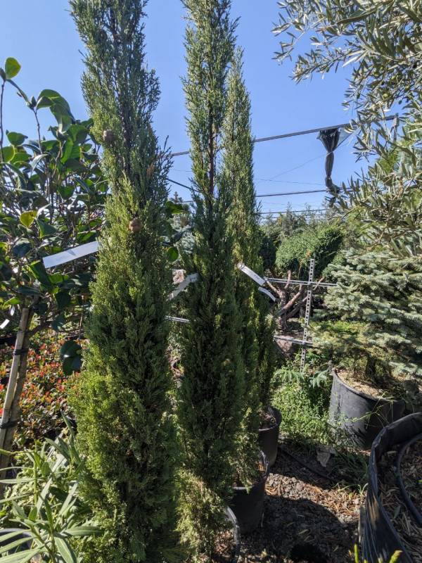 Cupressus sempervirens Totem (Кипарис вічнозелений "Тотем") 200 см - Зображення 2