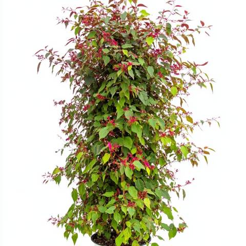 Лоропеталум (Loropetalum chinense) висотою 130 см