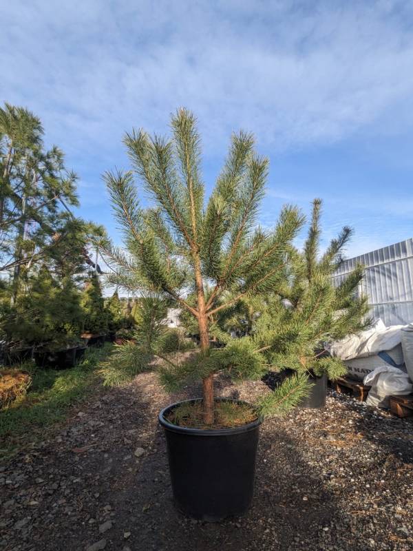 Сосна звичайна (Pinus sylvestris) - Зображення 2