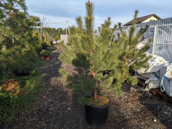 Сосна звичайна (Pinus sylvestris) - Зображення 3