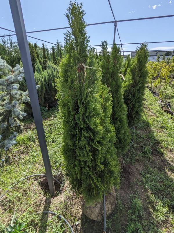 Туя західна Смарагд (Thuja occidentalis 'Smaragd') 160 см