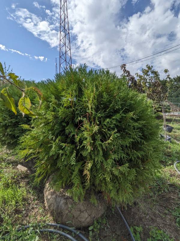 Туя західна Глобоза (Thuja occidentalis Globosa) - Зображення 2