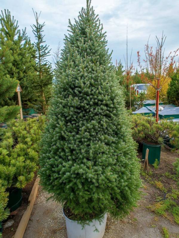 Ялина Дейзі Вайт (Picea pungens 'Daisy's White') 160 см - Зображення 4