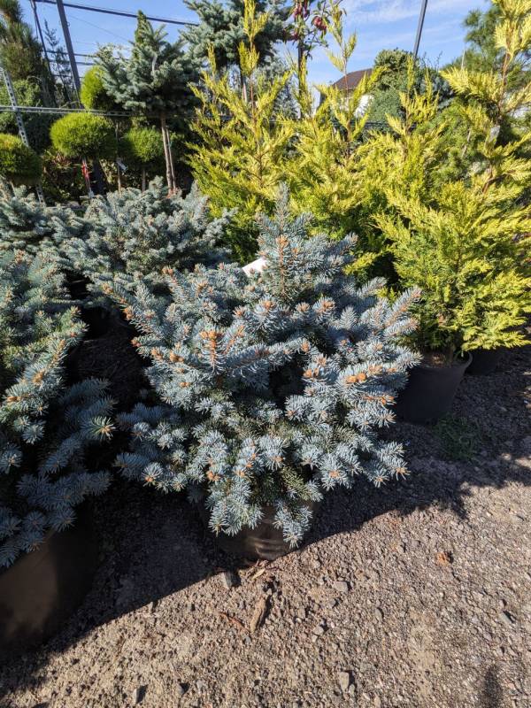 Ялина Глаука Глабоза (Picea pungens 'Glauca Globosa') 60 см - Зображення 2