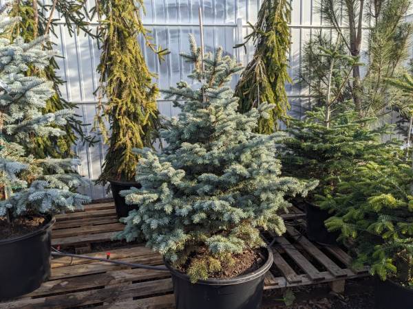 Ялина Монтгомері (Picea pungens 'Montgomery') - Зображення 2