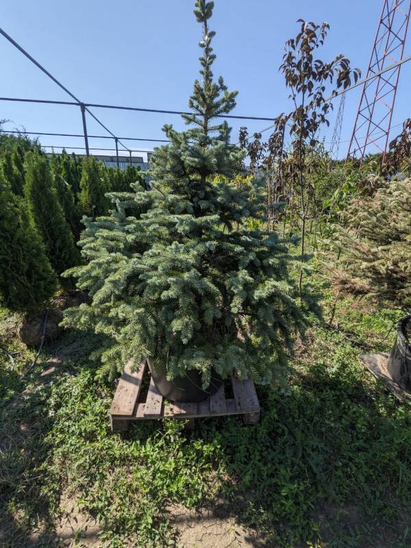 Ялина Супер Блю (Picea pungens 'Super Blue') 170 см - Зображення 3