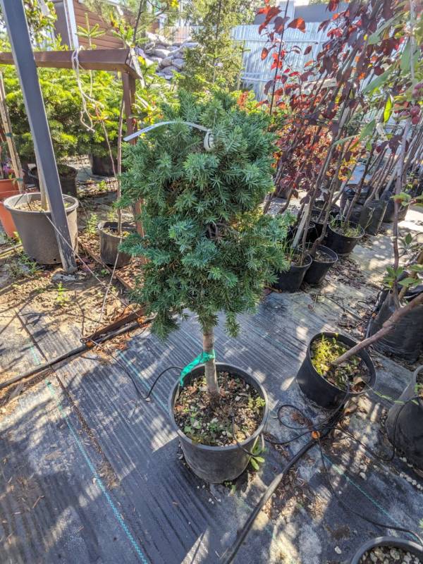 Ялівець Блю Пасифік (Juniperus horizontalis 'Blue Pacific') 70 см - Зображення 2