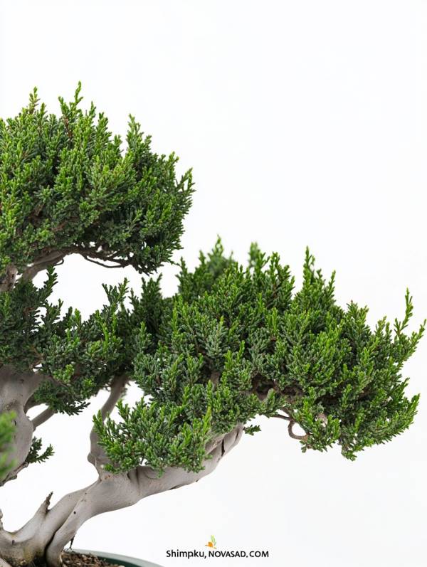 Ялівець Китайський шімпаку (Juniperus Chinensis Shimpaku)