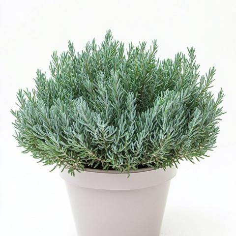 Ялівець лускатій "Блю Стар" (Juniperus squamata 'Blue Star')