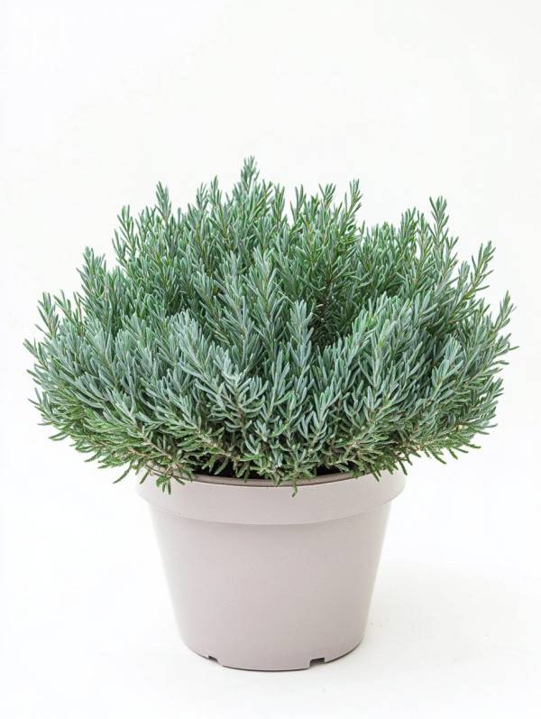 Ялівець лускатій "Блю Стар" (Juniperus squamata 'Blue Star')