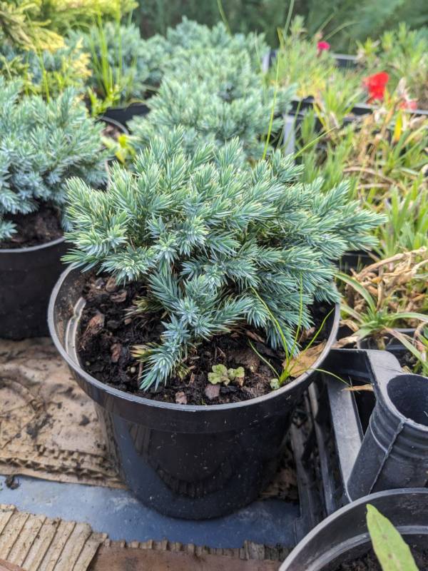 Ялівець лускатій "Блю Стар" (Juniperus squamata 'Blue Star')