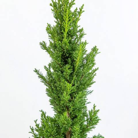 Ялівець китайський Робуста Грин (Juniperus chinensis Robusta Green) 70 см