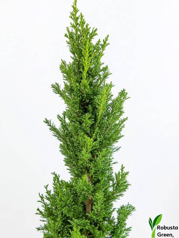 Ялівець китайський Робуста Грин (Juniperus chinensis Robusta Green) 70 см