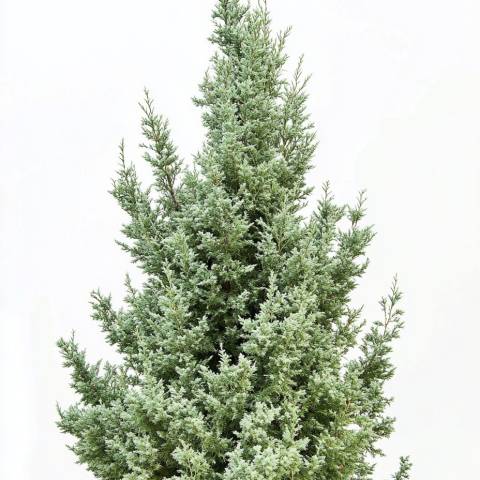 Ялівець звичайний Стрікта (Juniperus communis 'Stricta') 150 см