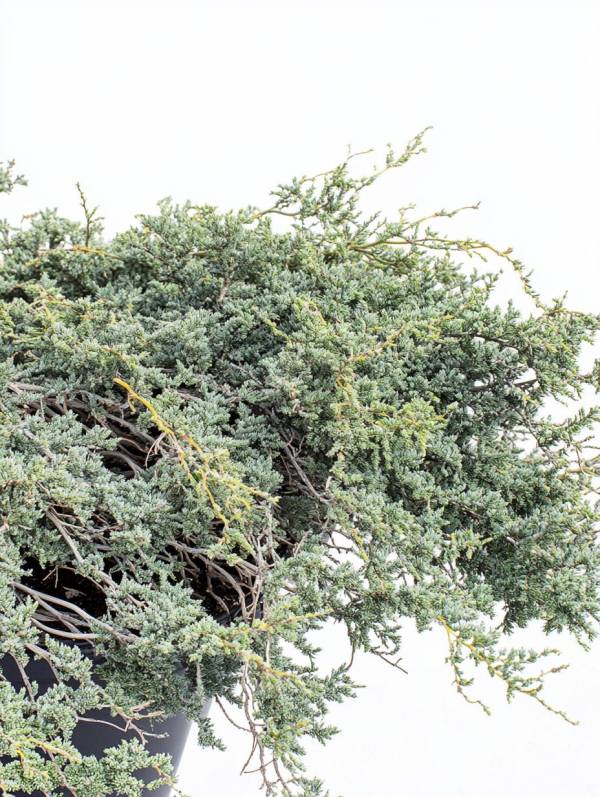 Ялівець горизонтальний Вілтоні (Juniperus horizontalis Wiltonii)