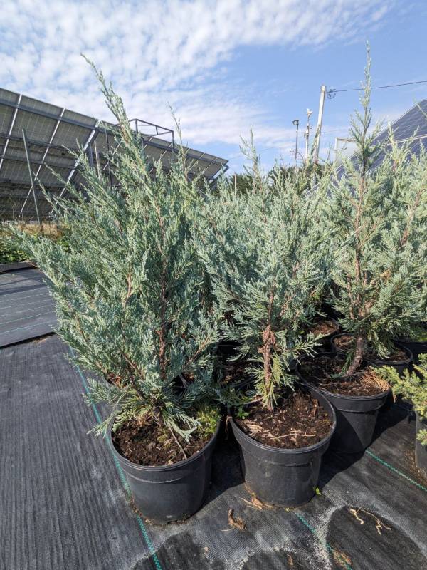 Ялівець скельний Мунглоу (Juniperus scopulorum Moonglow) 70 см