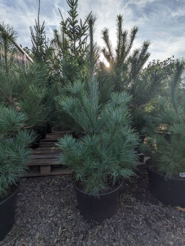 Сосна кедрова корейська (Pinus koraiensis) 120см - Зображення 2